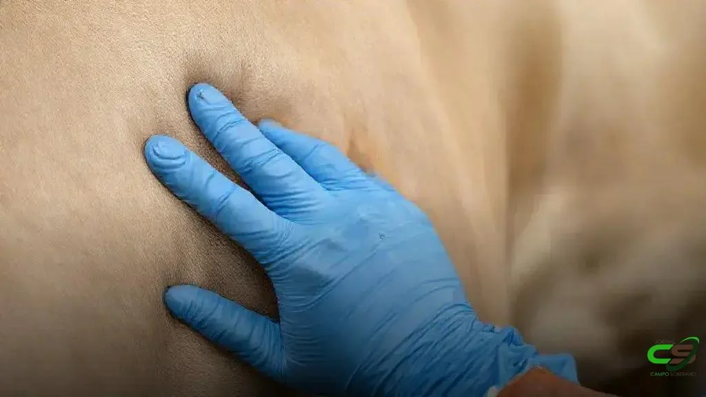 Pecuária: nanotecnologia promete controle mais eficaz de ectoparasitas