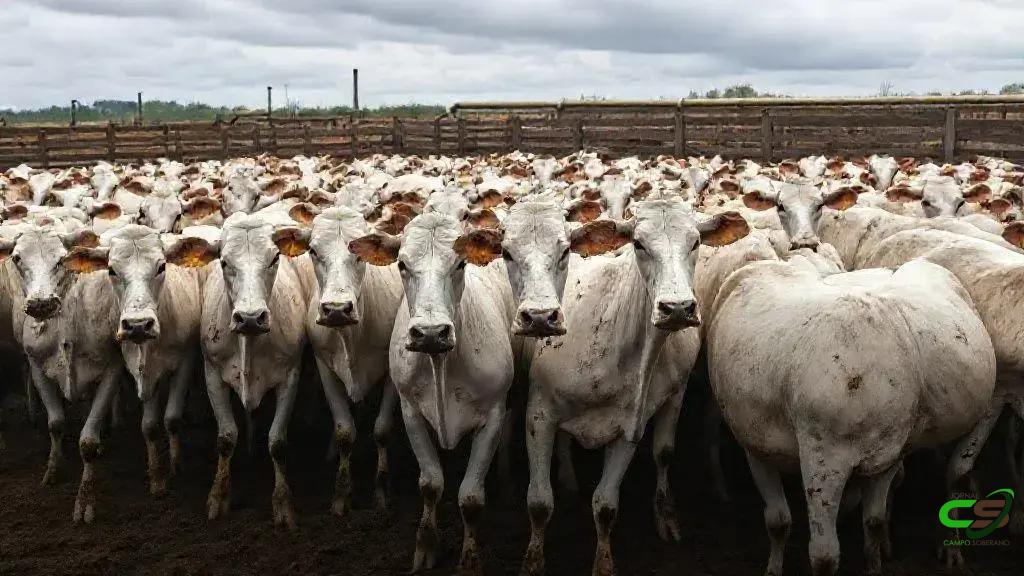 Pecuaristas de MS precisam declarar o rebanho até 1º de dezembro