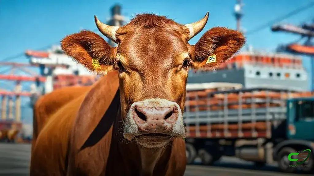 Proibição da exportação de gado vivo pode impactar pecuária brasileira