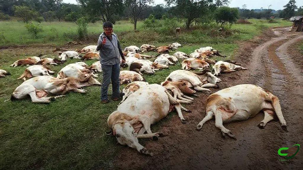 Raio em Trairão: metade do rebanho morre e expõe vulnerabilidade da pecuária