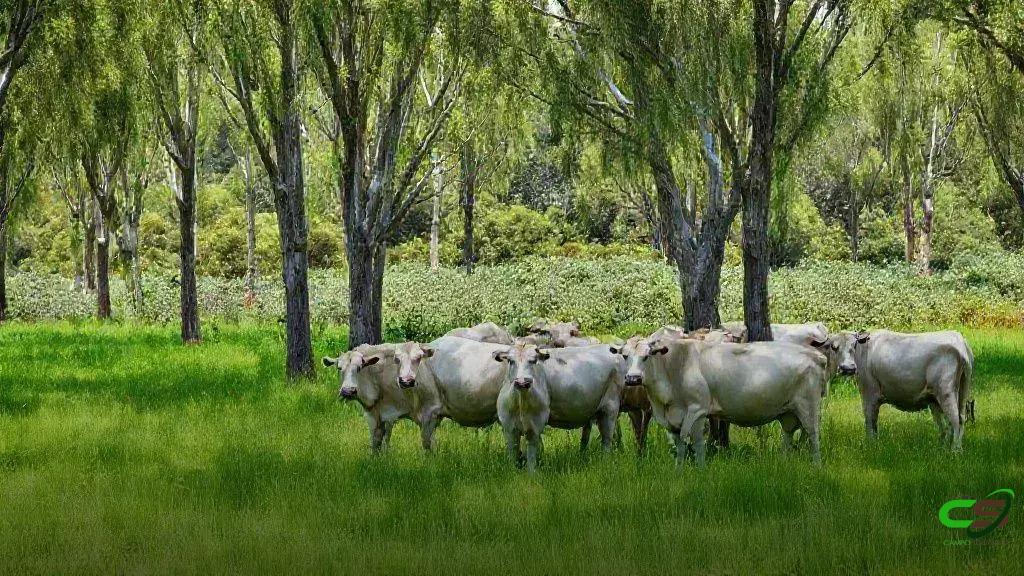 Regularização do Código Florestal sofre atraso, coloca metas climáticas em risco