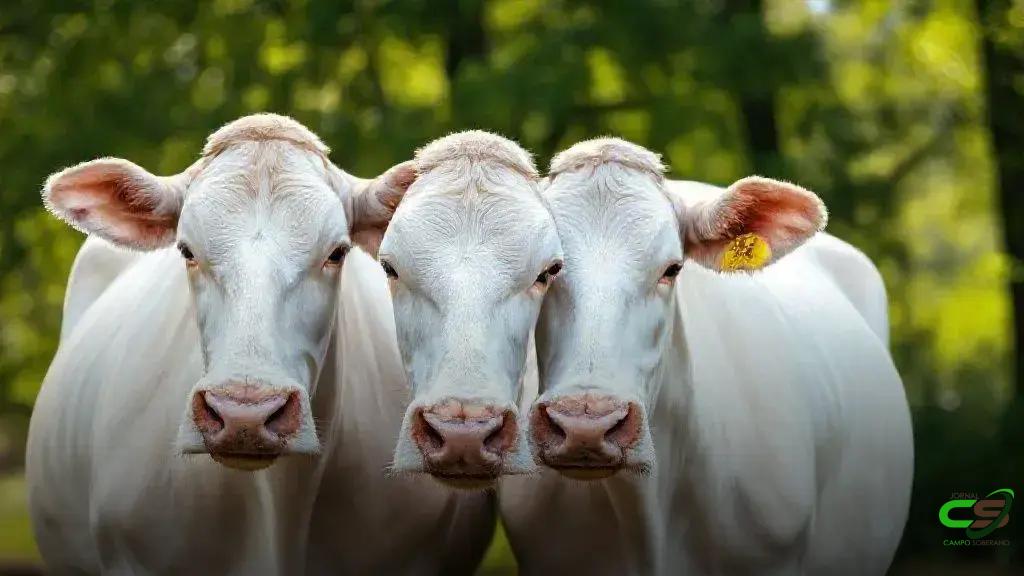 Rio Grande do Sul inicia piloto de rastreabilidade de bovinos para produtores