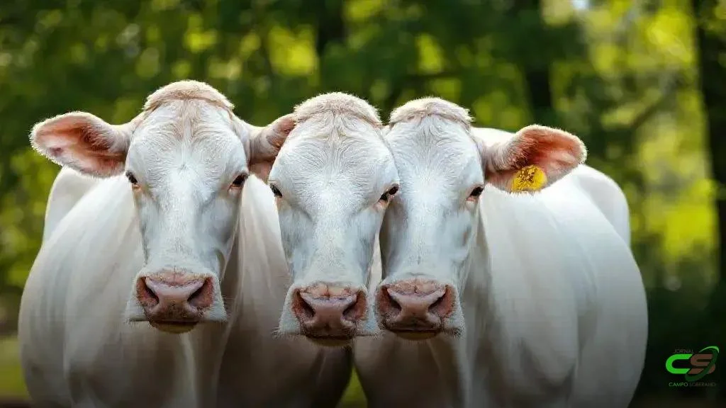 Rio Grande do Sul inicia piloto de rastreabilidade de bovinos para produtores