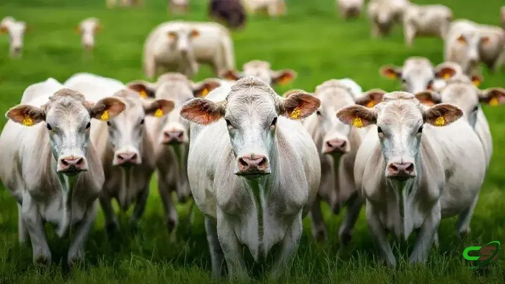 RS estreia rastreabilidade individual de bovinos para mercados premium 10 RS estreia rastreabilidade individual de bovinos para mercados premium