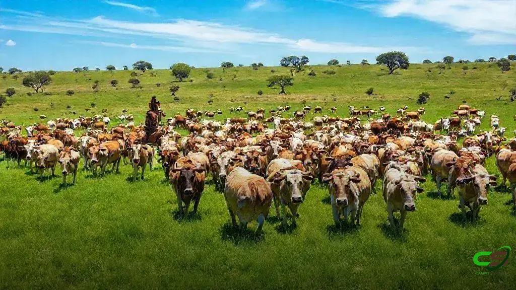 Safra 2024/2025: benchmarking expõe lucros dos Top Indicadores e prejuízos das fazendas