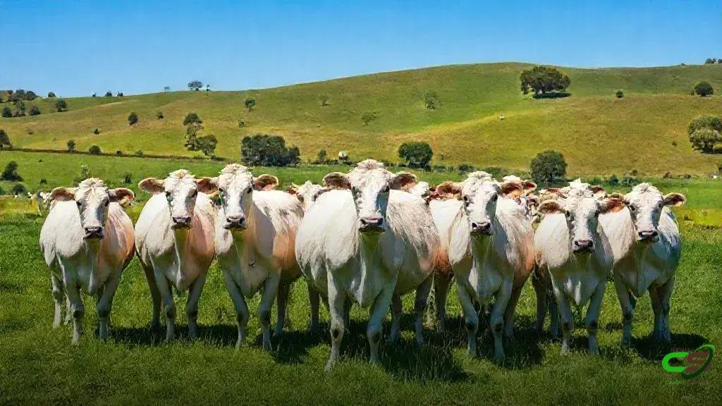 Seguro pecuário cresce 33,8% e vira âncora financeira do agro