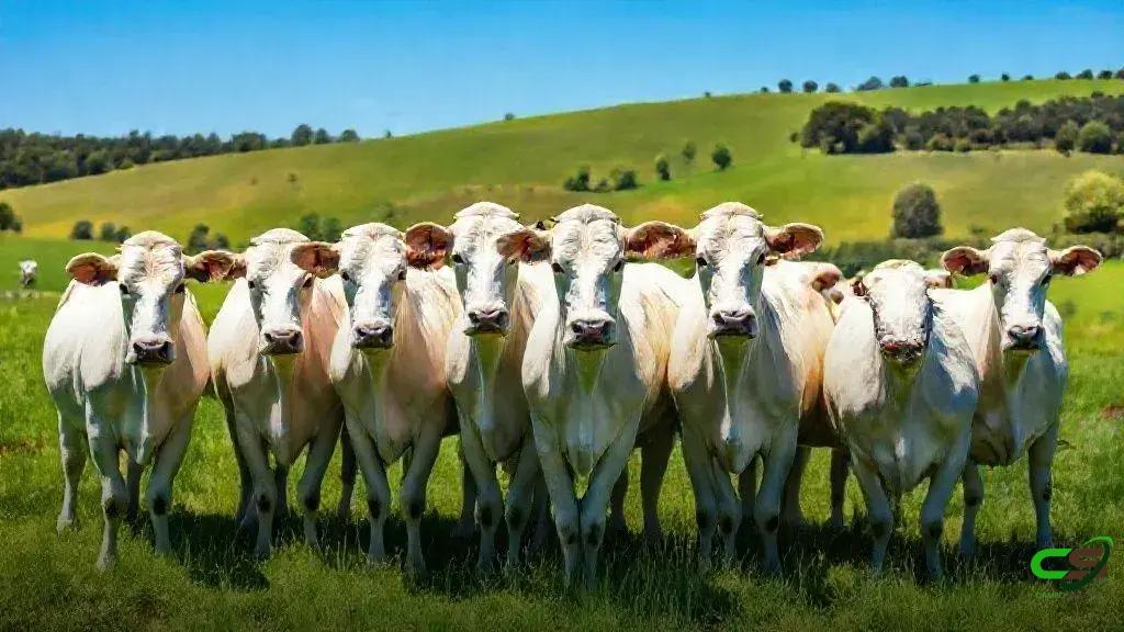 Senar e Einstein firmam grande parceria para levar saúde ao campo