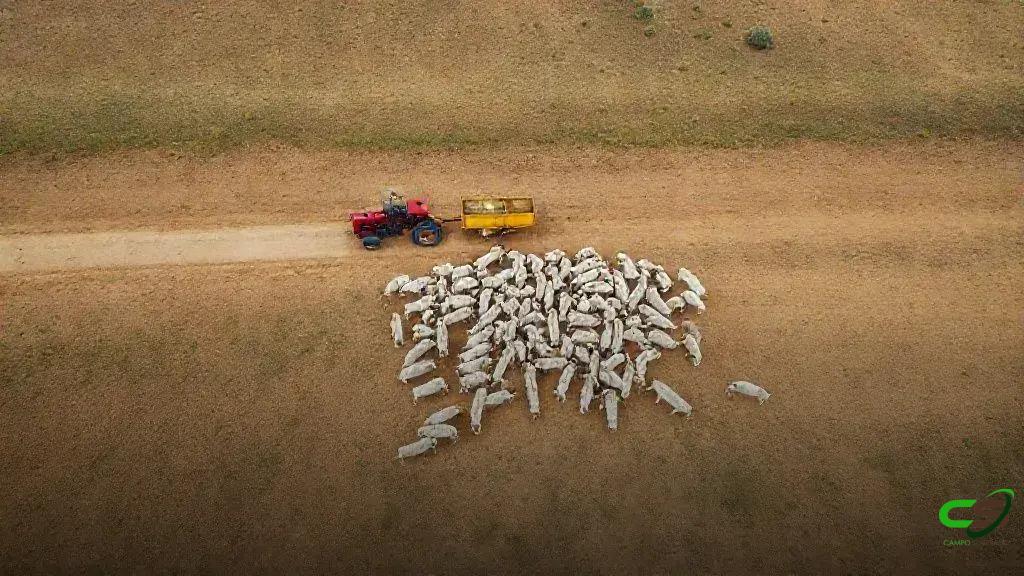 Suplementação na seca: qualidade da mistura determina desempenho do rebanho