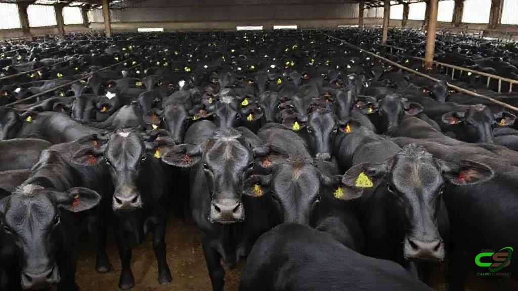Tarifa sobre carne bovina brasileira pressiona safra de bezerros nos EUA em 2025