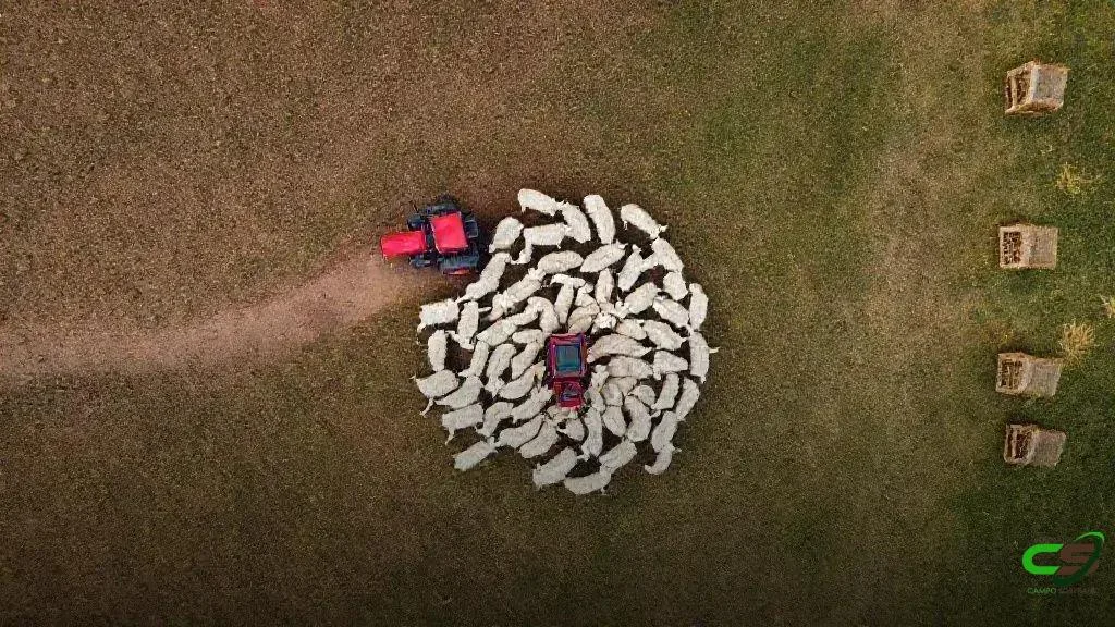 TIP na seca: Terminação Intensiva a Pasto para engordar gado com rentabilidade 8 TIP na seca: Terminação Intensiva a Pasto para engordar gado com rentabilidade