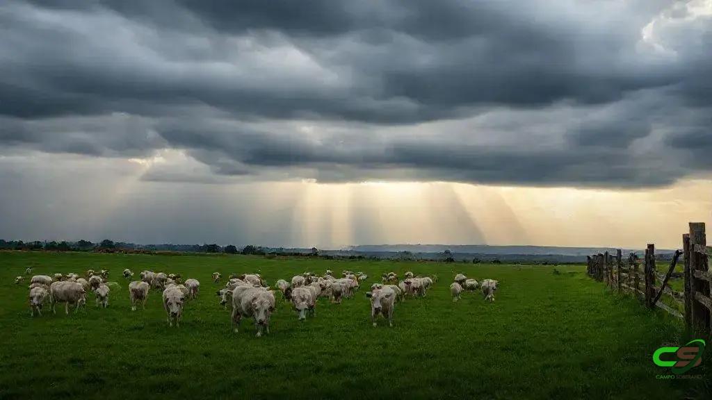 Transição seca-água: manejo de pastagens e gado para a virada das águas