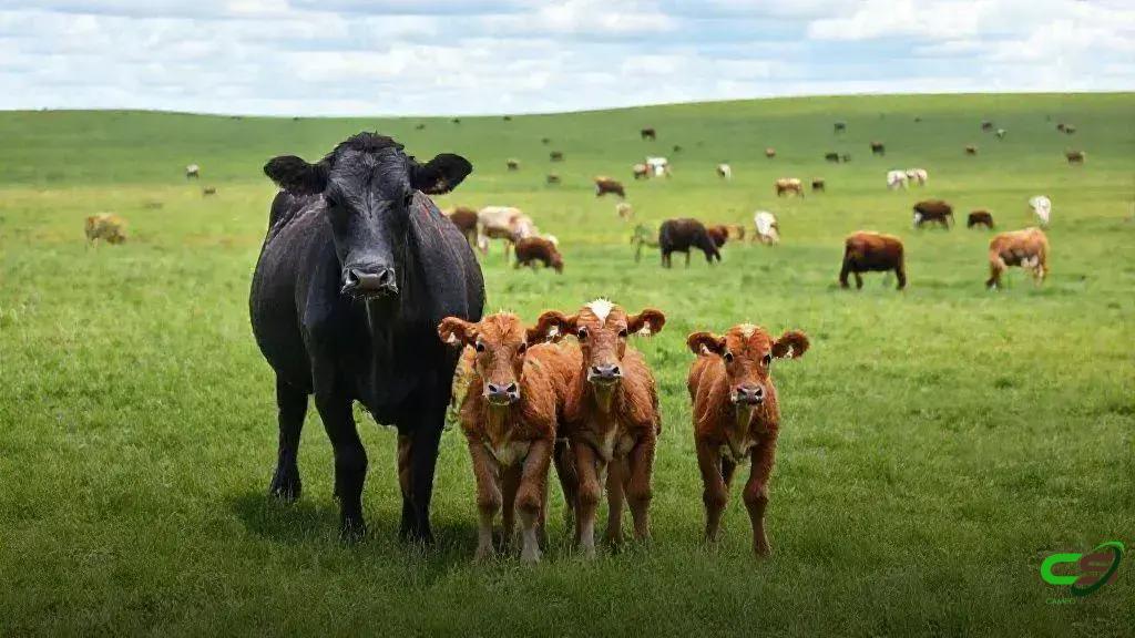 Ultrassonografia de carcaça: roteiro para ampliar lucros na pecuária