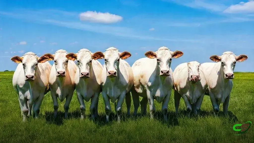 VBP Mineiro atinge recorde com 14,2% de crescimento em 2025 2 VBP Mineiro atinge recorde com 14,2% de crescimento em 2025