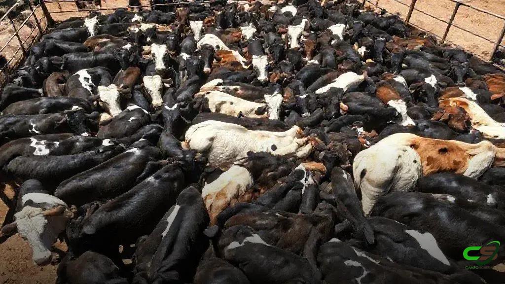 Agrifatto: escalas de abate sobem e média nacional fica em patamar confortável