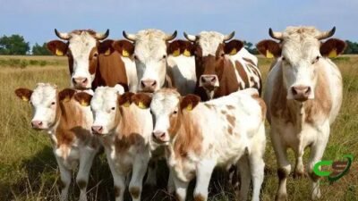 Alta nos preços de reposição e vacas redefine a pecuária brasileira