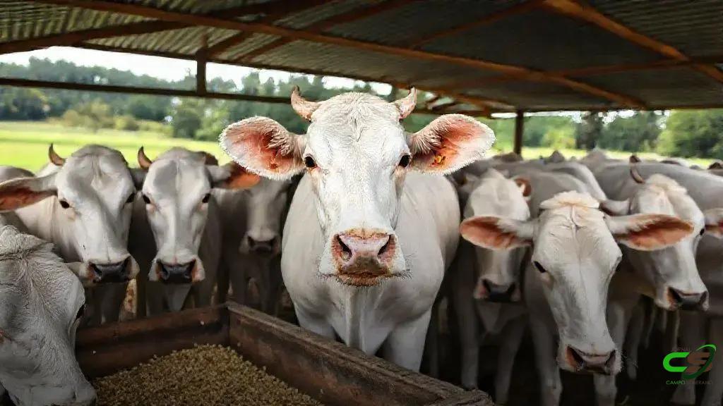 Aurora Coop expande fábricas e moderniza operação no agronegócio brasileiro