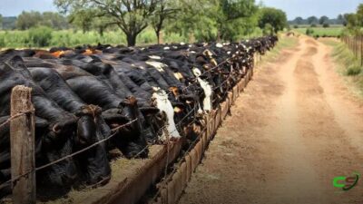 Austrália aumenta confinamento: 40% do gado abatido e meta de 2 milhões até 2027