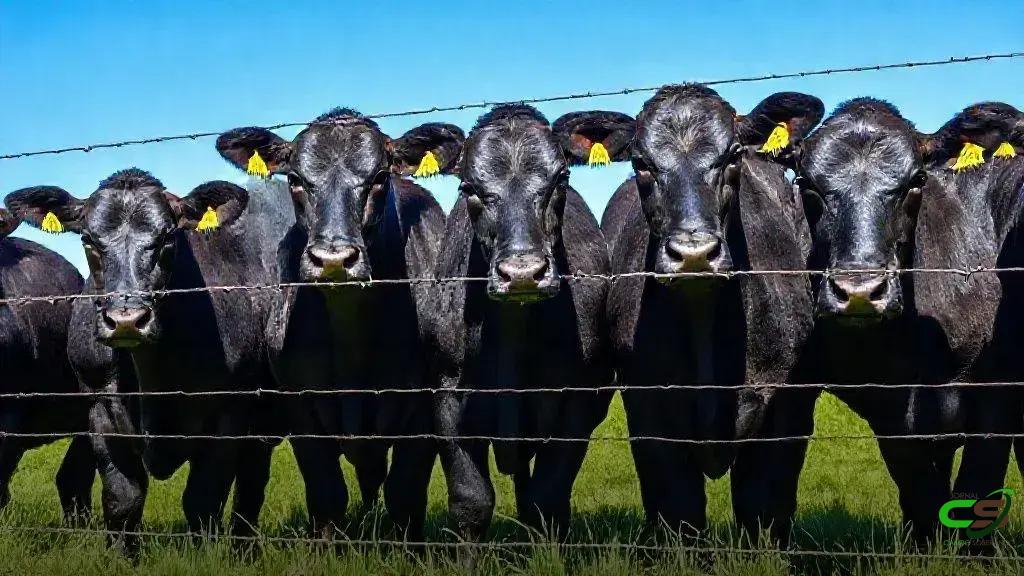 Austrália projeta recorde de carne bovina em 2025 com rebanho estável