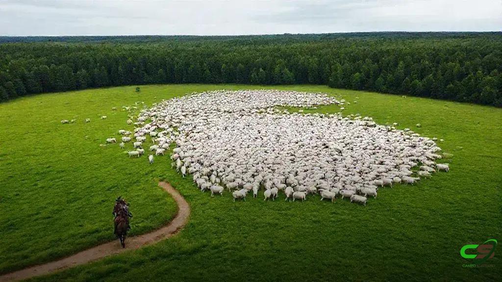 Beef Report 2025: Pecuária brasileira movimenta quase R$1 tri em 2024