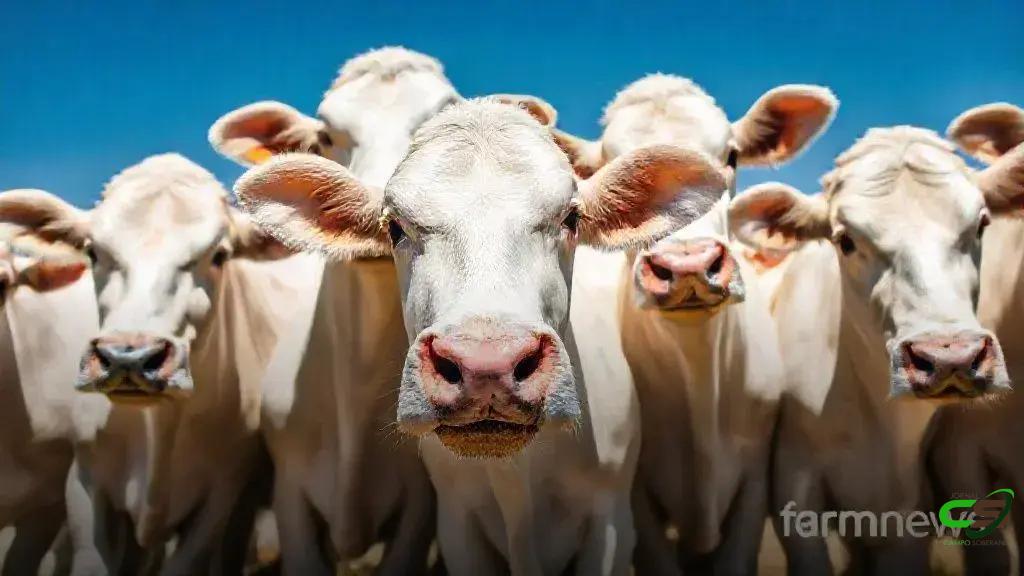 Bezerro em alta, boi gordo permanece estável no início de dezembro