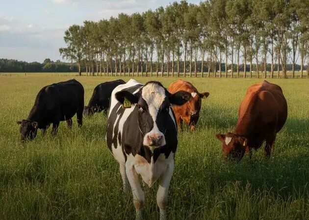 Boas práticas reduzem a pegada hídrica do leite em até 70%