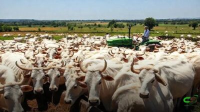 Boi Gordo 1/12/25: cotações estáveis nas regiões do Brasil