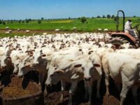 Boi Gordo abre dez/25 estável com expectativa de valorização ao longo do mês