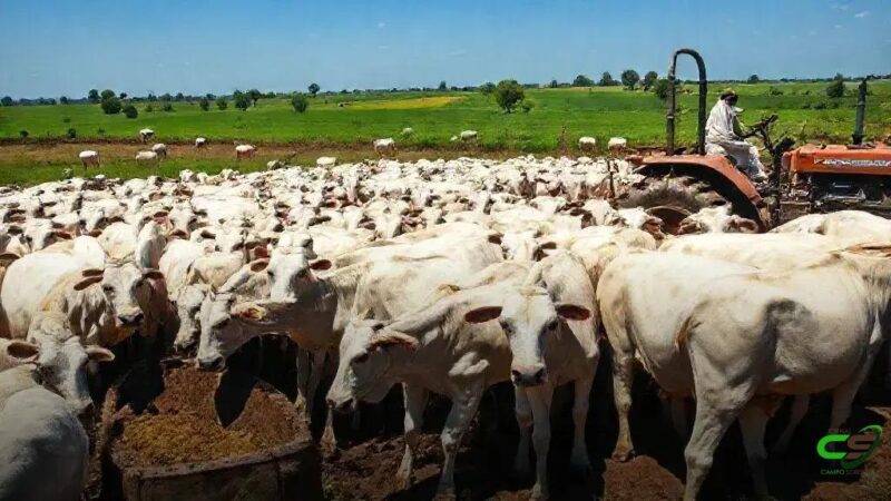 Boi Gordo abre dez/25 estável com expectativa de valorização ao longo do mês