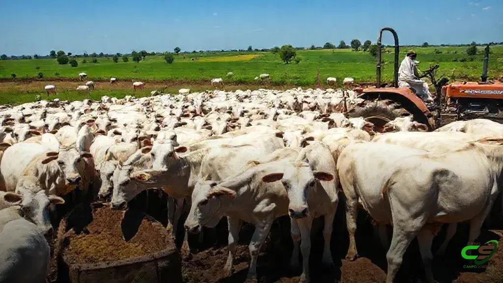 Boi Gordo abre dez/25 estável com expectativa de valorização ao longo do mês