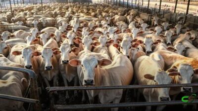 Boi gordo: cotações 3/12/25 segundo Agrifatto e Scot Consultoria