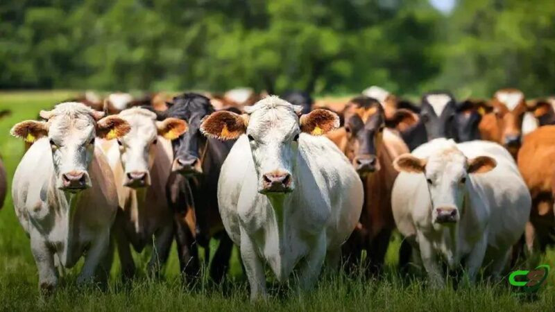 Boi Gordo: cotações da arroba abrem a semana estáveis