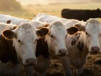 Boi gordo deve ganhar força na virada do mês com oferta curta e exportação