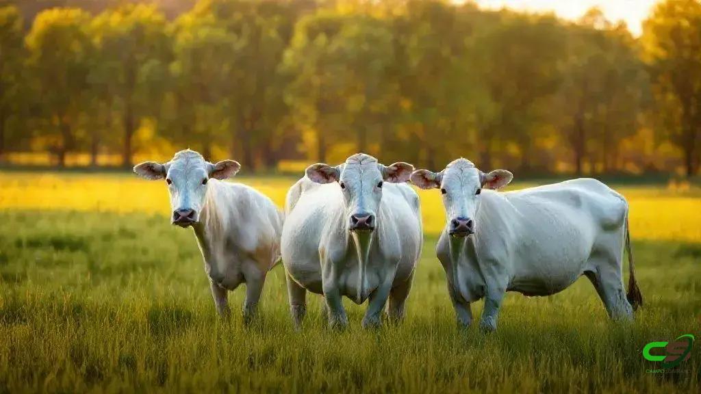 Boi Gordo em 2025: Arroba Morna e a Persistente Rentabilidade do Setor Boi Gordo em 2025: Arroba Morna e a Persistente Rentabilidade do Setor