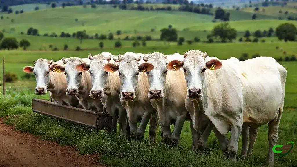 Boi Gordo em MT recua em nov/25 após 15 meses de alta 1 Boi Gordo em MT recua em nov/25 após 15 meses de alta