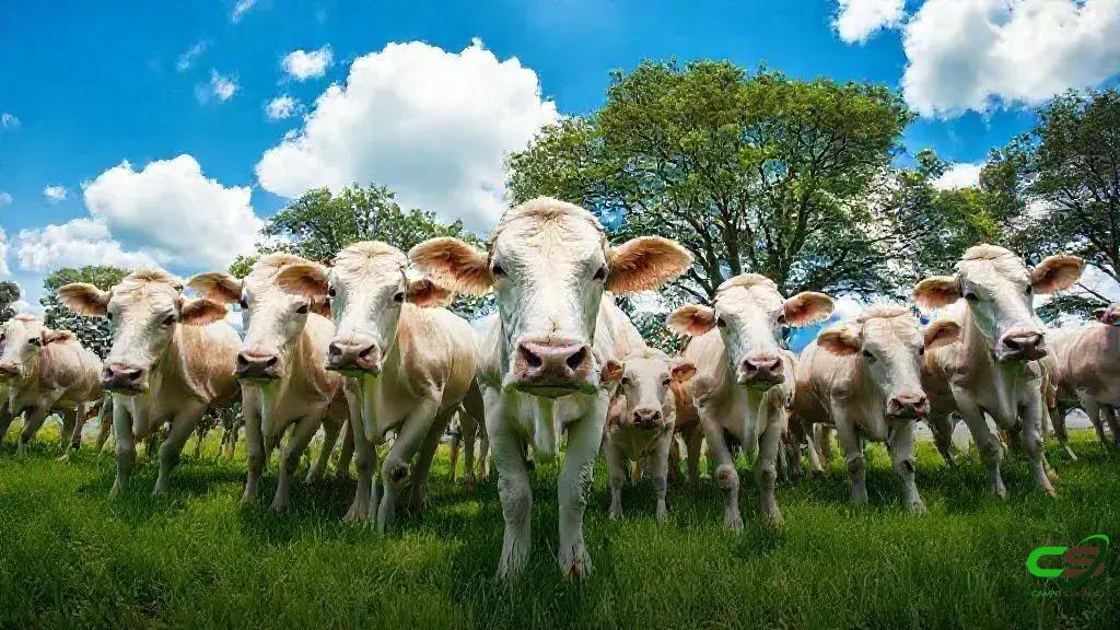 Boi Gordo fecha a semana estável com demanda forte e exportação aquecida 1 Boi Gordo fecha a semana estável com demanda forte e exportação aquecida