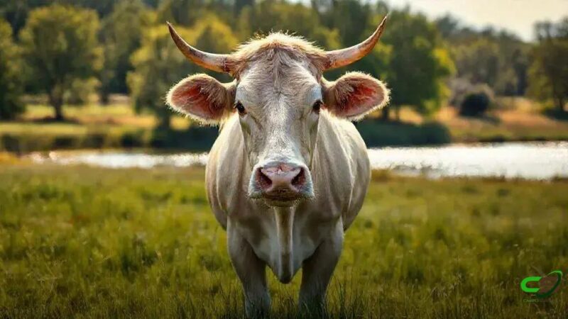 Boi Gordo Futuro sobe; dezembro fica acima do físico, sinal de alta