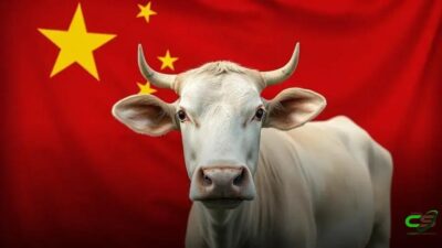 Boi Gordo: preços da arroba sob influência do adiamento da China