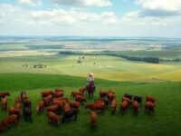 Bonsmara no tricross vale a pena substituir para manter desempenho e peso