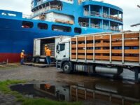 Brasil mira exportar 1 milhão de bovinos vivos em 2025, segundo Agrifatto