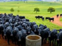 Brasil mira recorde com 1 milhão de bovinos vivos exportados em 2025