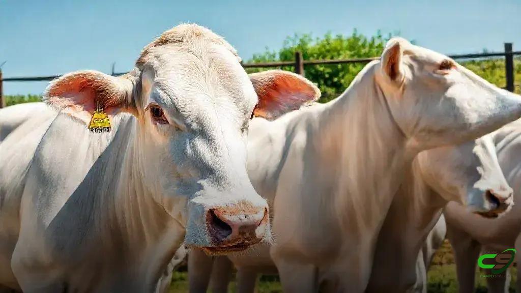 Brucelose: campanha de vacinação em SP vai até 31 de dezembro