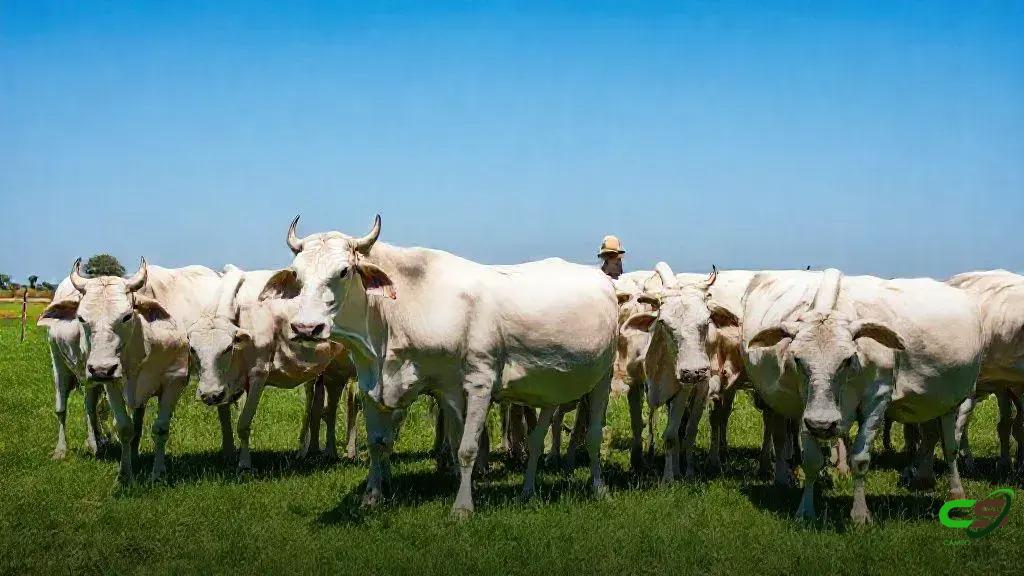 Canchim com Tabapuã revela cruzamento que une rusticidade e ganho de peso