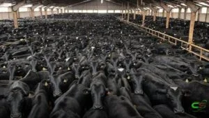 Cargill não planeja fechar plantas de carne nos EUA, afirma Reuters