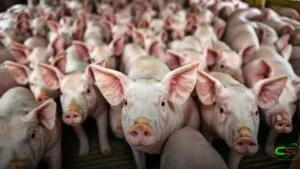 Carne suína reage no Brasil; exportações seguem em alta no mês
