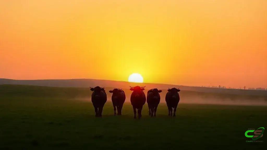 Carne sustentável já existe: o rancho do Nebraska que inspira o futuro 1 Carne sustentável já existe: o rancho do Nebraska que inspira o futuro