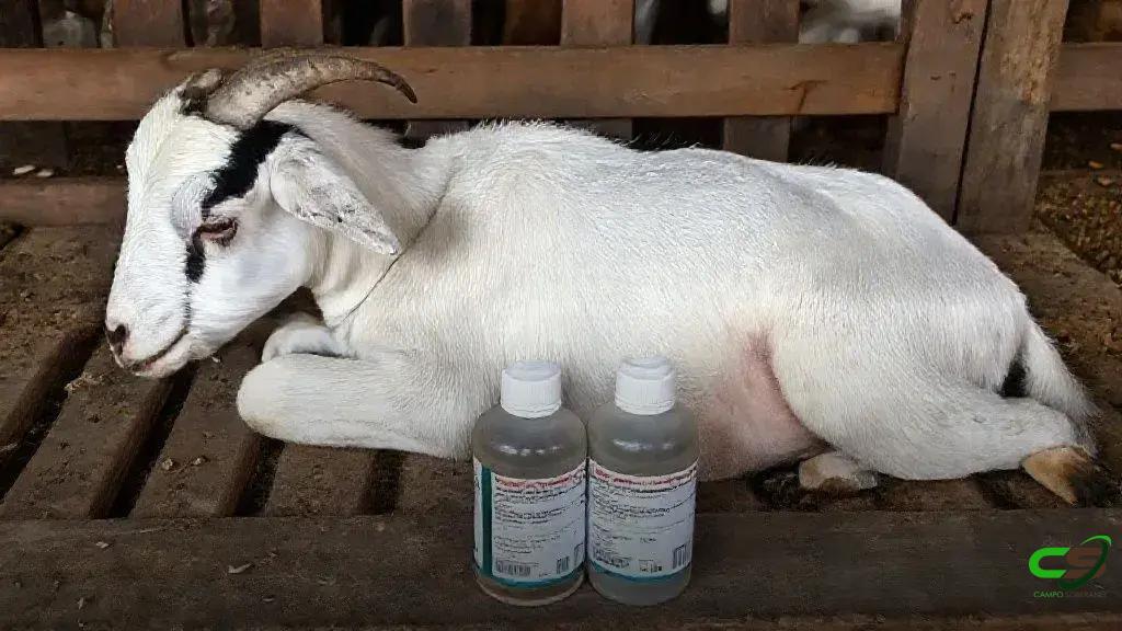 Caso Excell 10: Dechra aponta falha na inativação como causa de mortes Caso Excell 10: Dechra aponta falha na inativação como causa de mortes