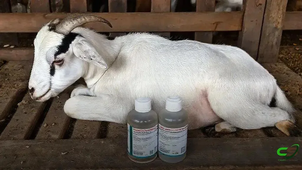 Caso Excell 10: Dechra aponta falha na inativação como causa de mortes