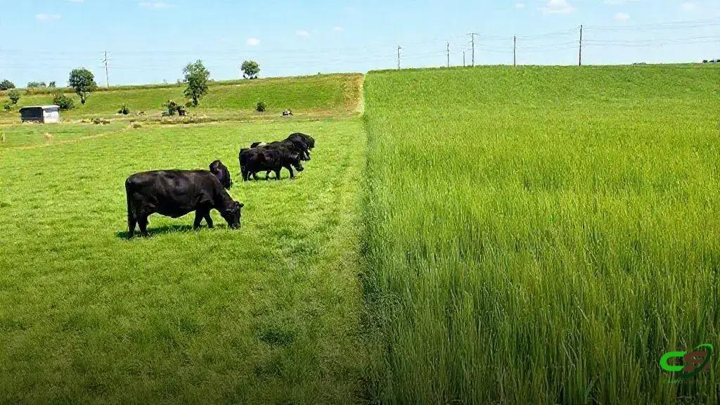 Cerca Elétrica: Otimize Pastagens e Reduza Desperdício no Manejo