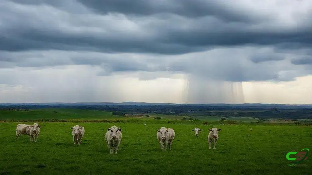 Chuvas impulsionam o planejamento forrageiro para manter a forragem