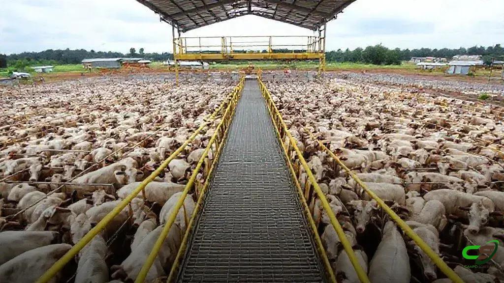 Circuito Nelore de Qualidade em Mozarlândia bate recorde com 6.550 animais